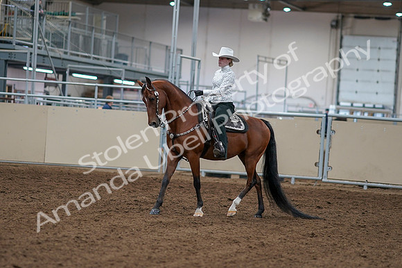 2020 - AB Morgan Horse - Fri, Sept 04 - 03471
