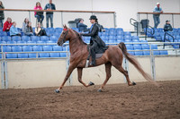 2019 Morgan Horse Show - Aug 31, 2019 - 21973
