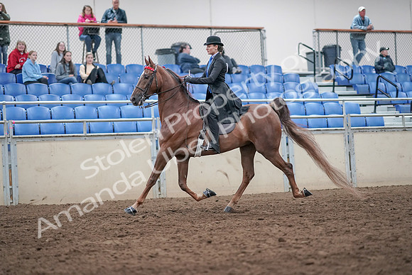 2019 Morgan Horse Show - Aug 31, 2019 - 21973