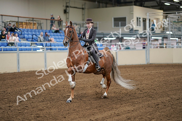 2020 - AB Morgan Horse - Sat, Sept 05 - 06280
