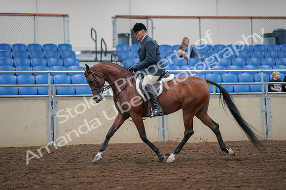 2019 Morgan Horse Show - Aug 30, 2019 - 16130