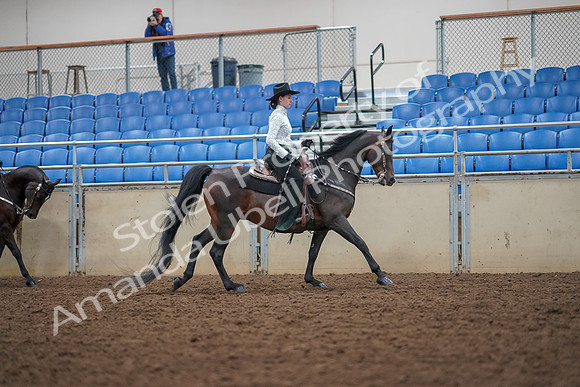 2019 Morgan Horse Show - Aug 30, 2019 - 16946