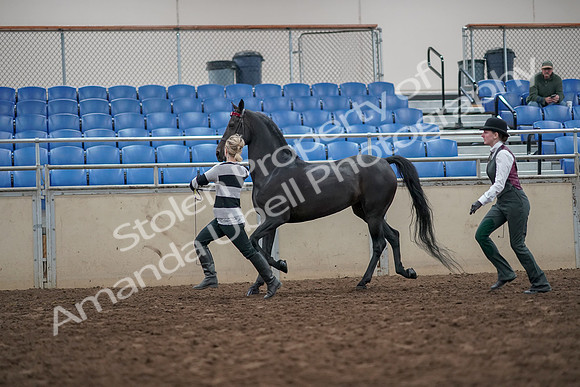 2019 Morgan Horse Show - Aug 31, 2019 - 03610