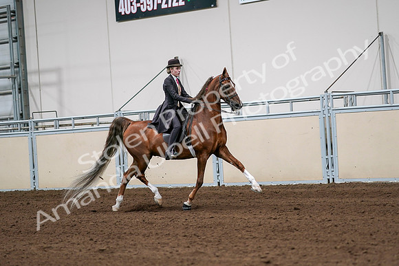 2020 - AB Morgan Horse - Sat, Sept 05 - 06443