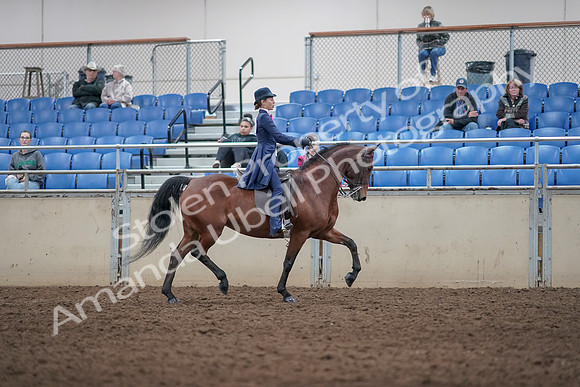 2019 Morgan Horse Show - Aug 31, 2019 - 09575