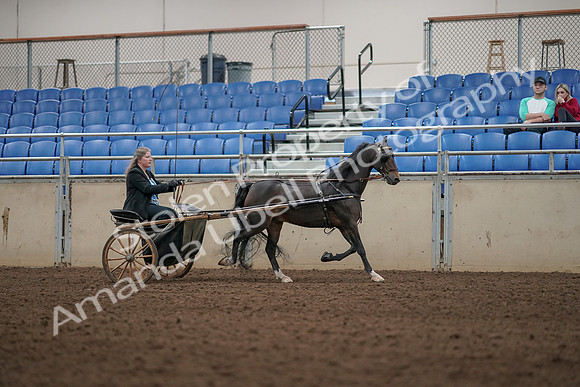2019 Morgan Horse Show - Aug 31, 2019 - 04457
