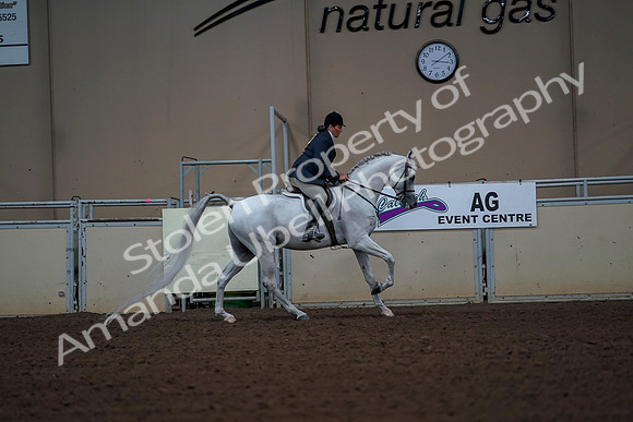 2019 Morgan Horse Show - Aug 30, 2019 - 17576