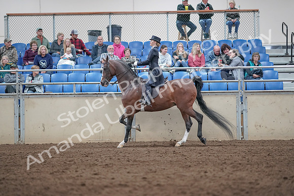 2019 Morgan Horse Show - Aug 31, 2019 - 20499