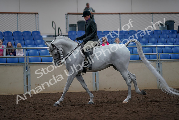 2019 Morgan Horse Show - Aug 31, 2019 - 16021