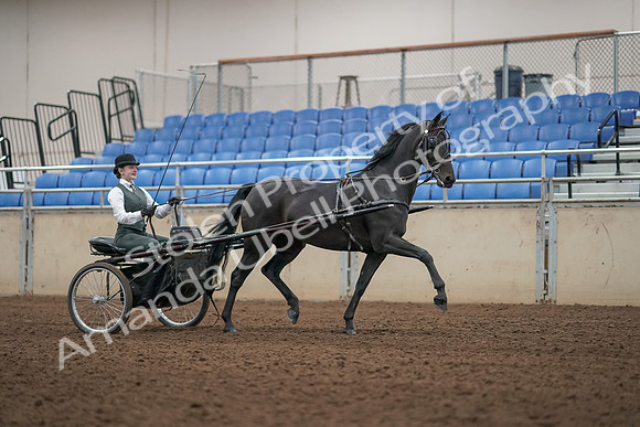2019 Morgan Horse Show - Aug 31, 2019 - 04711