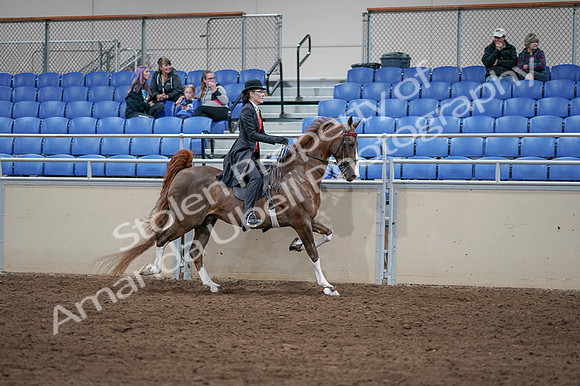 2020 - AB Morgan Horse - Fri, Sept 04 - 09872