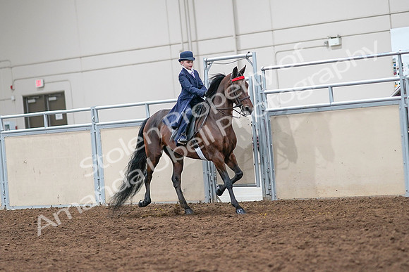 2020 - AB Morgan Horse - Sat, Sept 05 - 04870