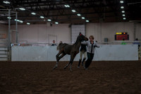 2019 Morgan Horse Show - Aug 31, 2019 - 03552