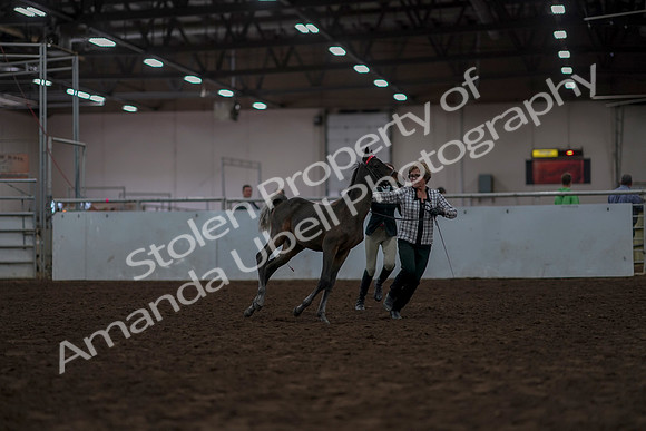 2019 Morgan Horse Show - Aug 31, 2019 - 03552