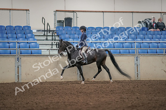 2019 Morgan Horse Show - Aug 31, 2019 - 04953