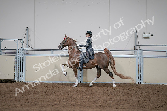 2020 - AB Morgan Horse - Fri, Sept 04 - 09627