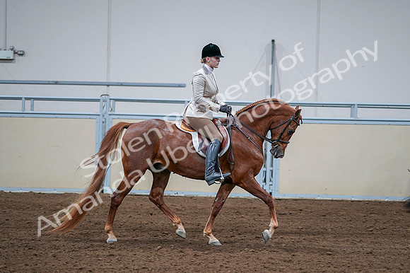 2020 - AB Morgan Horse - Fri, Sept 04 - 01842