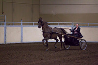 Class 113A - Morgan Classic Pleasure Driving - Ladies