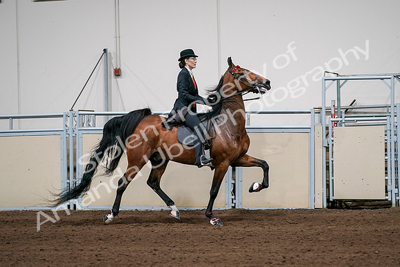 2020 - AB Morgan Horse - Sat, Sept 05 - 06834