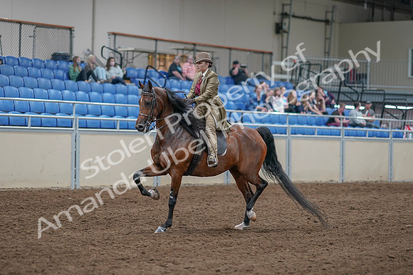 2020 - AB Morgan Horse - Fri, Sept 04 - 11153