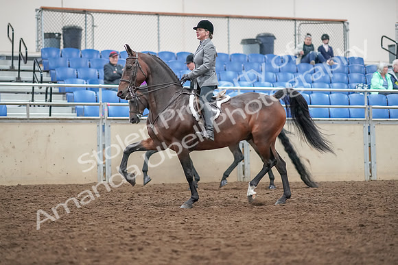 2019 Morgan Horse Show - Aug 30, 2019 - 20181