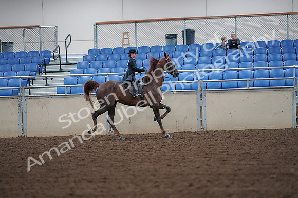 2019 Morgan Horse Show - Aug 30, 2019 - 18058