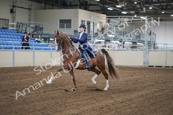 2020 - AB Morgan Horse - Sat, Sept 05 - 06072