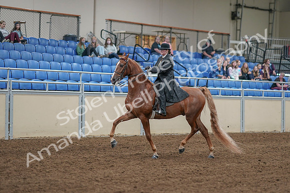 2020 - AB Morgan Horse - Fri, Sept 04 - 11247