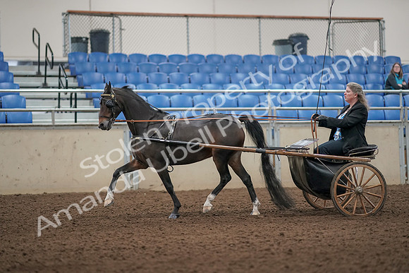 2019 Morgan Horse Show - Aug 31, 2019 - 04399