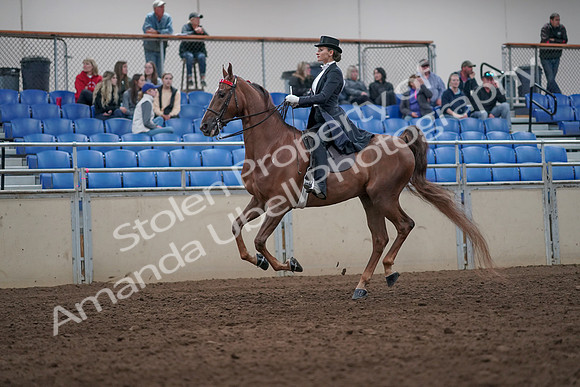 2019 Morgan Horse Show - Aug 31, 2019 - 20661