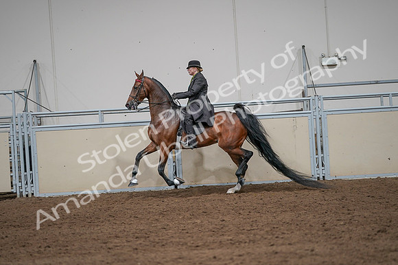 2020 - AB Morgan Horse - Fri, Sept 04 - 09659
