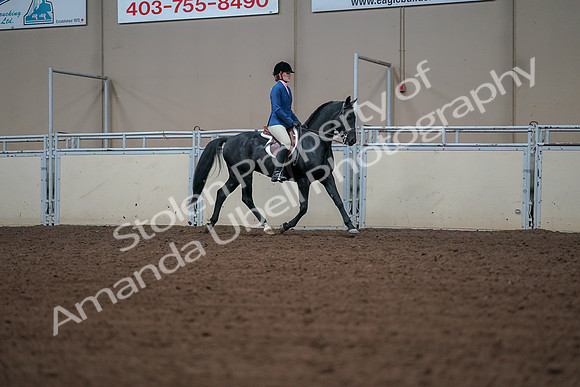 2019 Morgan Horse Show - Aug 30, 2019 - 18555