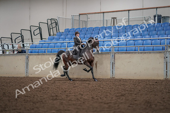 2019 Morgan Horse Show - Aug 30, 2019 - 28206
