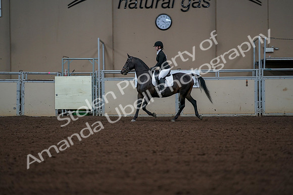 2019 Morgan Horse Show - Aug 30, 2019 - 18363