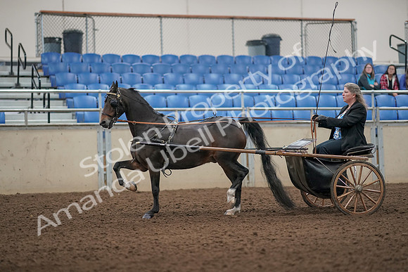 2019 Morgan Horse Show - Aug 31, 2019 - 04397