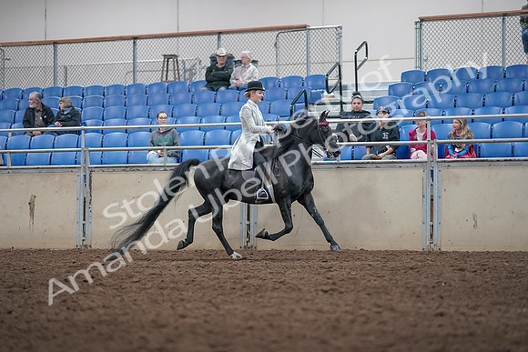 2019 Morgan Horse Show - Aug 31, 2019 - 09615