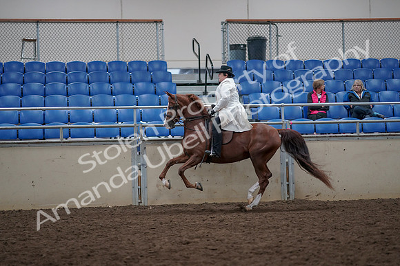 2019 Morgan Horse Show - Aug 31, 2019 - 17902