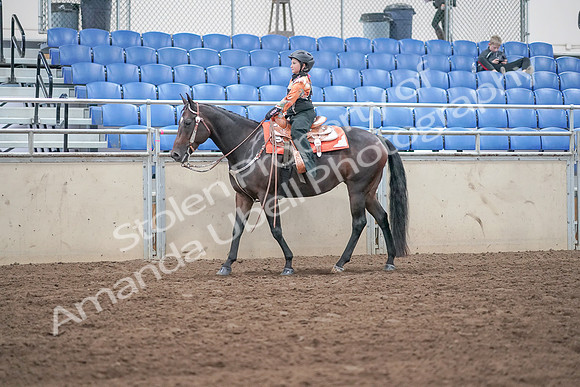 2019 Morgan Horse Show - Sept 01, 2019 - 05733