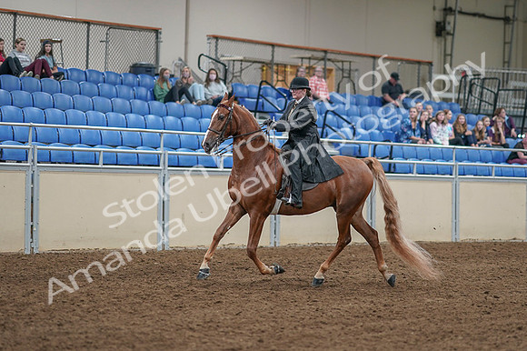 2020 - AB Morgan Horse - Fri, Sept 04 - 11248