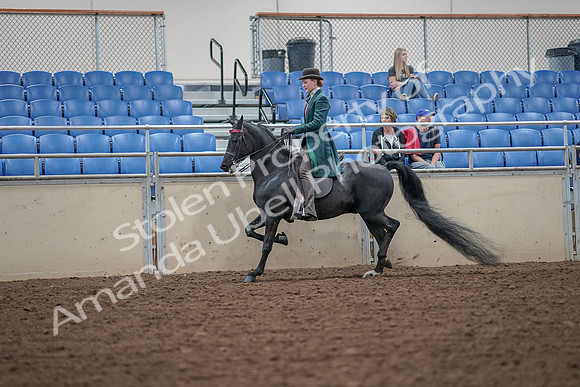 2019 Morgan Horse Show - Aug 30, 2019 - 15497
