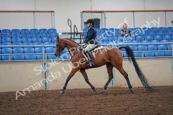 2019 Morgan Horse Show - Aug 30, 2019 - 16101