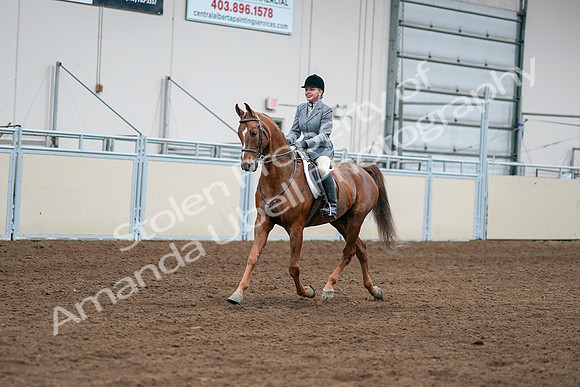 2020 - AB Morgan Horse - Sat, Sept 05 - 03255