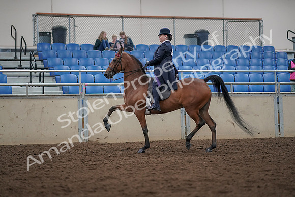 2019 Morgan Horse Show - Aug 30, 2019 - 28359