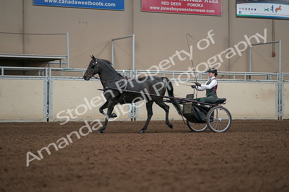 2019 Morgan Horse Show - Aug 31, 2019 - 04692