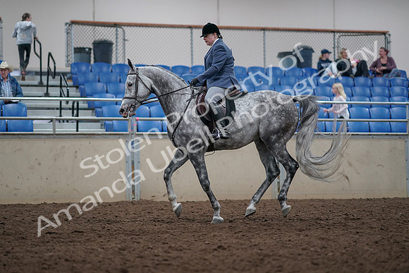2019 Morgan Horse Show - Aug 31, 2019 - 15036