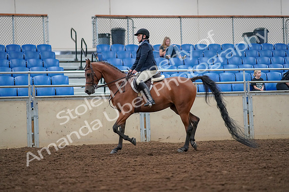 2019 Morgan Horse Show - Aug 30, 2019 - 16248