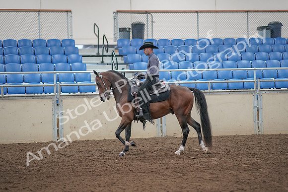 2019 Morgan Horse Show - Aug 31, 2019 - 06035