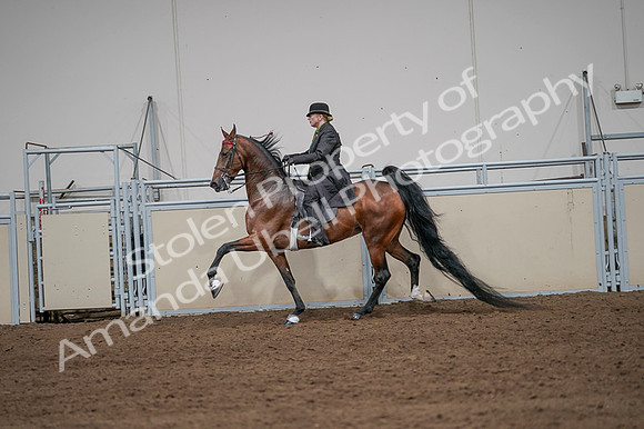 2020 - AB Morgan Horse - Fri, Sept 04 - 09663