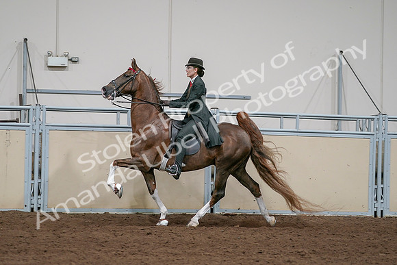 2020 - AB Morgan Horse - Sat, Sept 05 - 13057