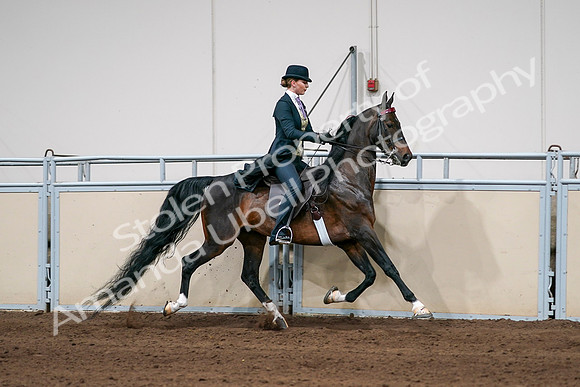 2020 - AB Morgan Horse - Sat, Sept 05 - 06408